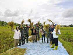 Pemkab Barut Dengan Kodim 1013 Muara Teweh Panen Padi Bersama Dalam Rangka Percepatan Swasembada Pangan