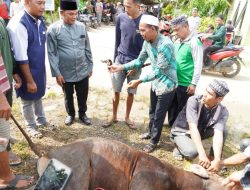 Wakil Bupati Mura Tinjau Pelaksanaan Pemotongan Hewan Kurban