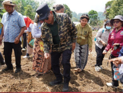 Bukti Nyata Dukungan Pangan: Bupati Heriyus dan Forkopimda Mura Turun Tangan Tanam Padi Gogo Bersama Petani